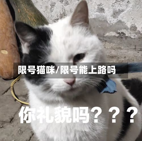 限号猫咪/限号能上路吗-第2张图片
