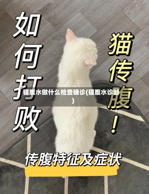 猫腹水做什么检查确诊(猫腹水诊断)-第2张图片