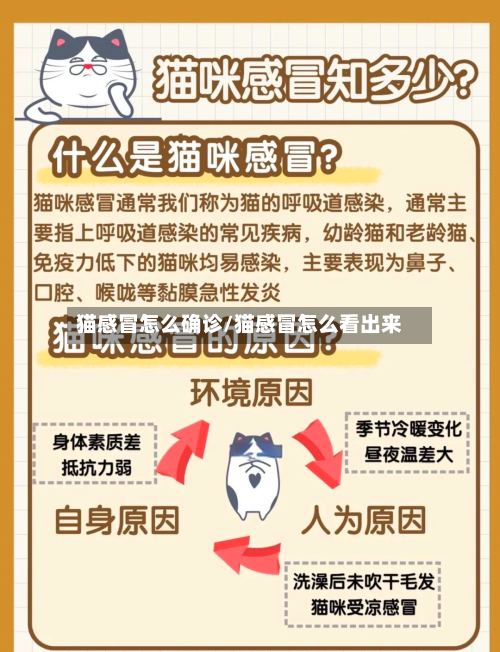 猫感冒怎么确诊/猫感冒怎么看出来-第2张图片